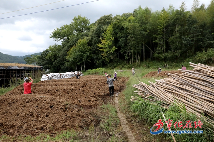 【工業基地 活力新城】寧化泉上新增一個姬松茸基地，規模位居全市前列！