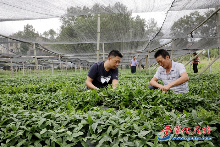 【鄉(xiāng)村振興】黃恩興：退役不褪色的村支書