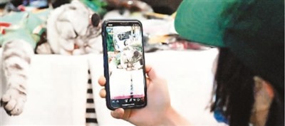 線上寵物經(jīng)濟(jì)崛起