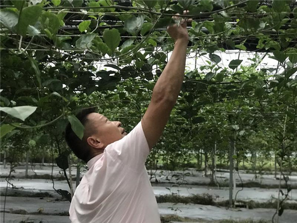 福建：鄉村發展特色產業 貧困戶有了“搖錢樹”