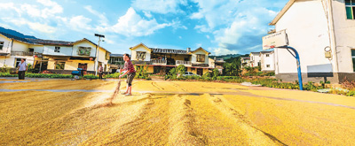 1.3萬億斤以上！“中國飯碗”穩穩的