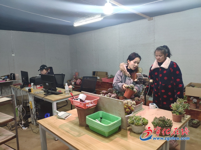 寧化安樂鎮：多肉基地直播帶貨忙