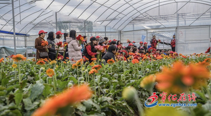 【中國綠都 最氧三明】千畝花開，美景就在寧化南大門