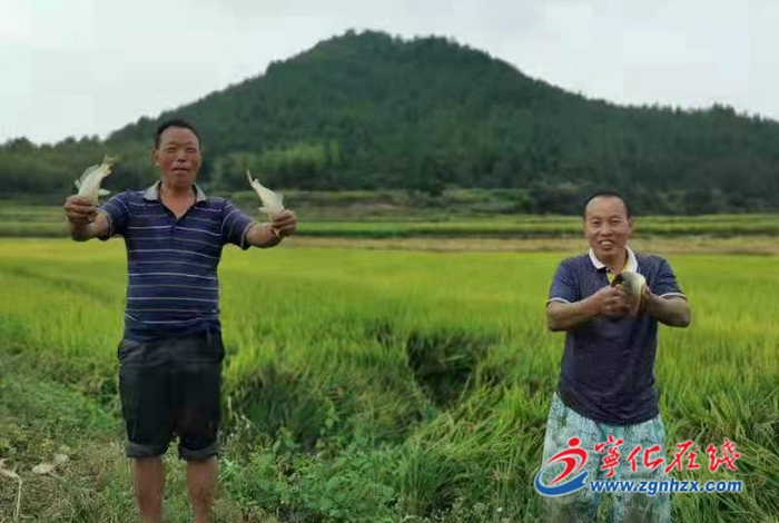 堅持黨建引領，河龍鄉走出產業振興新路子