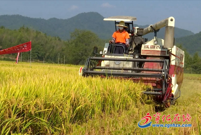 寧化：水稻機械精量直播測產驗收獲豐收