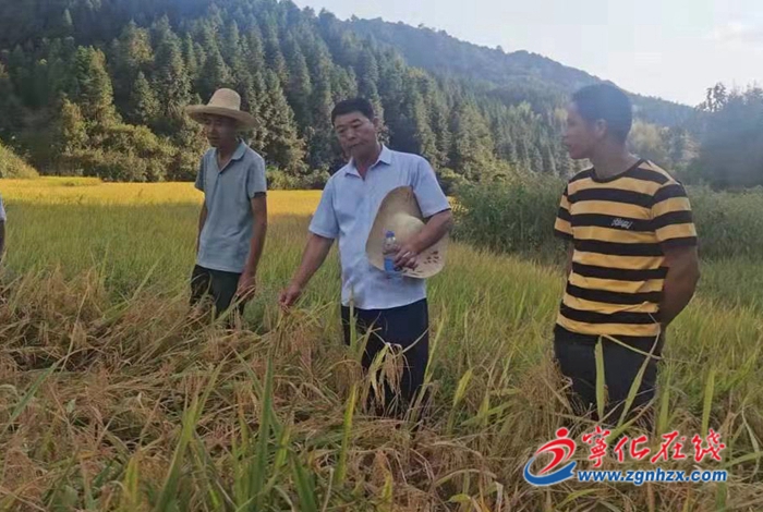 城南鎮：扎實開展水稻保險理賠勘察工作