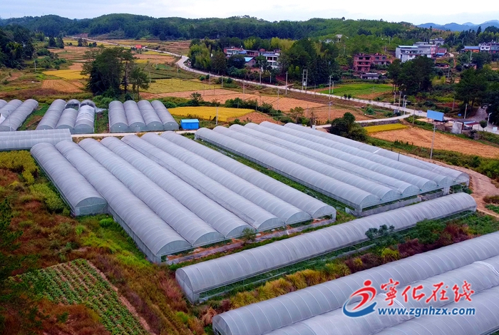 寧化淮土鎮(zhèn)：引進(jìn)特色西瓜 打造一村一品