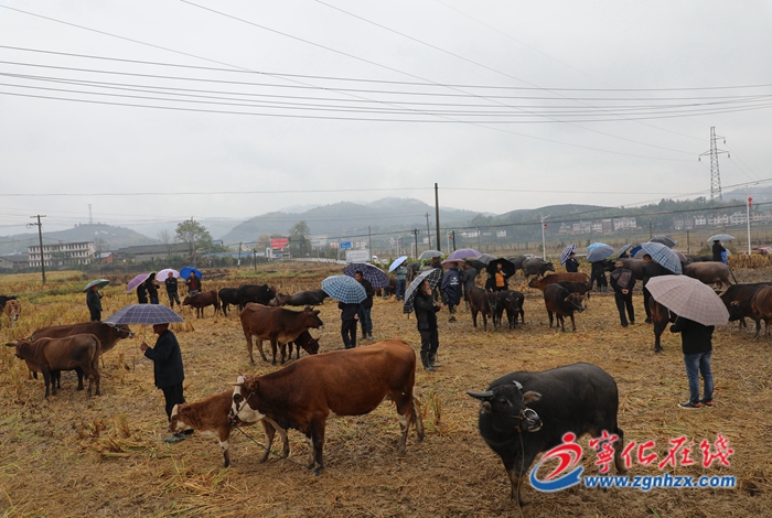寧化中沙：鄉村牛市火爆