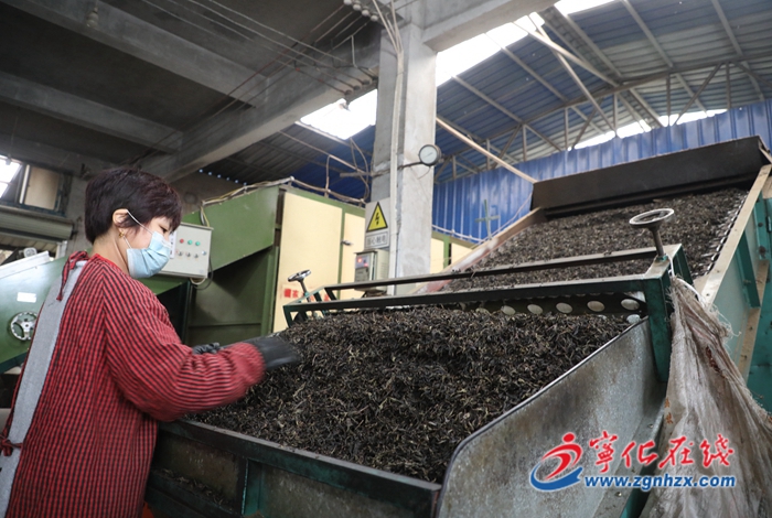 寧化：初冬時節新茶飄香