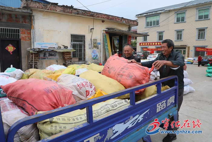 寧化中沙：紫薯產業助農增收