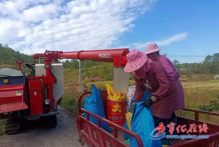 寧化淮土鎮：5000畝薏米喜獲豐收