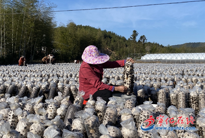 寧化方田鄉(xiāng)：黑木耳喜獲豐收