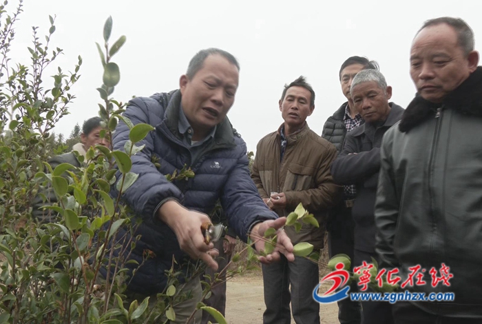 科技服務隊進山村 助力油茶豐產增收
