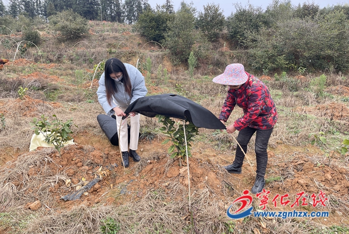 淮土鎮積極做好防寒抗凍工作