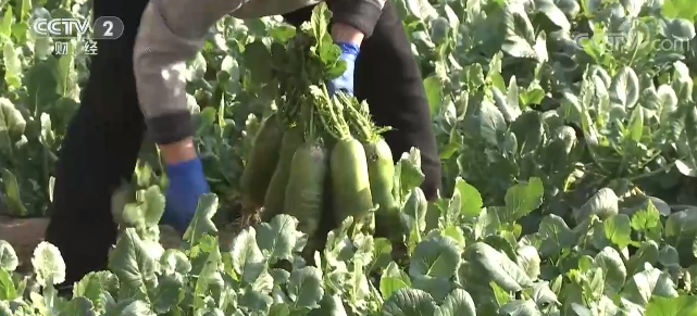 2月份全國蔬菜價格沖高回落