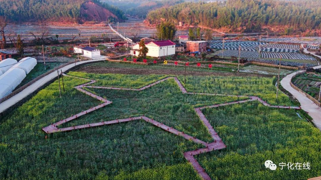【中國綠都 最氧三明】寧化：冬去春來，油菜花開