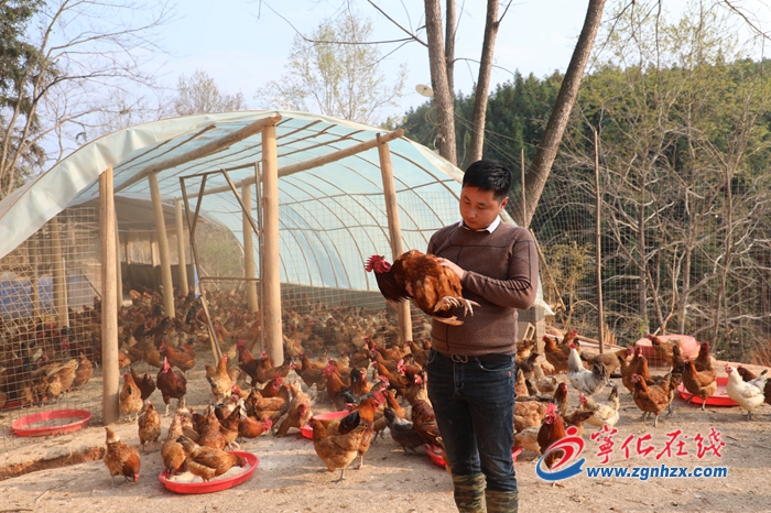 生態(tài)養(yǎng)雞 “啄”開致富門