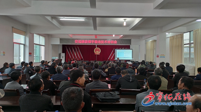 寧化安遠鎮：發展檳榔芋特色產業