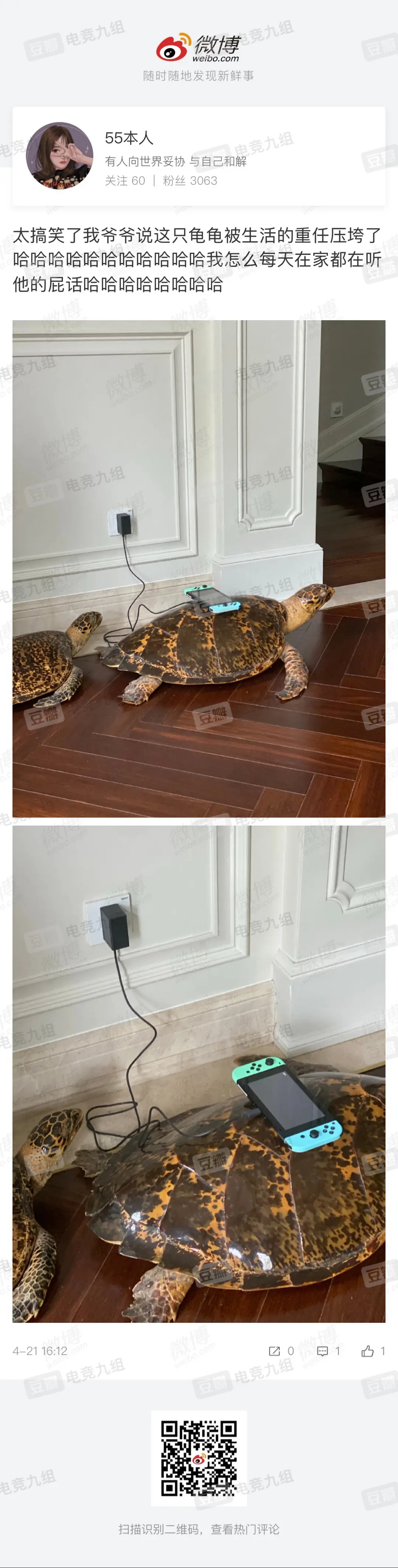 女網友家中擺玳瑁作充電座？專家：系玳瑁標本，私藏涉嫌違法