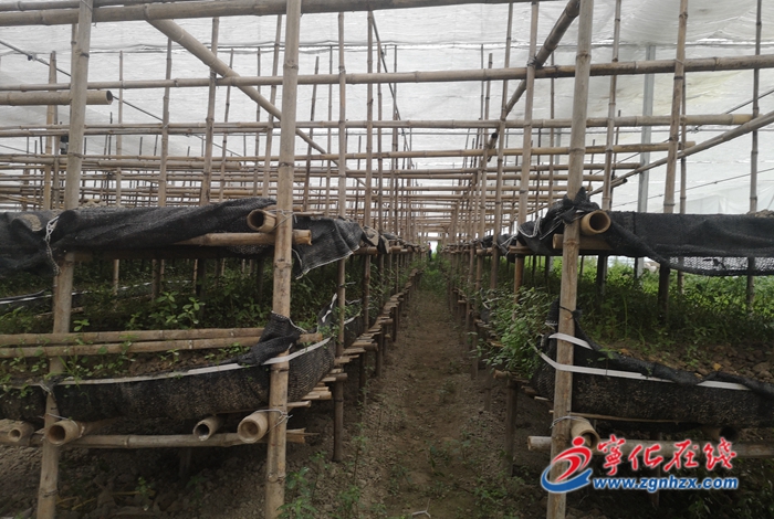 寧化泉上鎮：黑皮雞樅菌試種成功