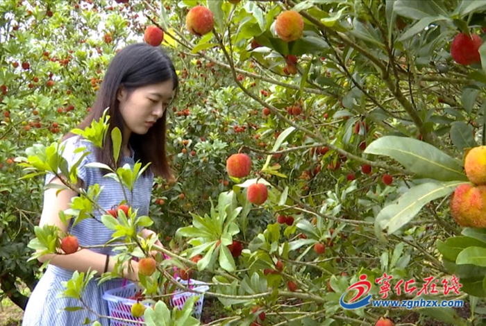 淮土鎮赤嶺村：楊梅熟 采摘樂