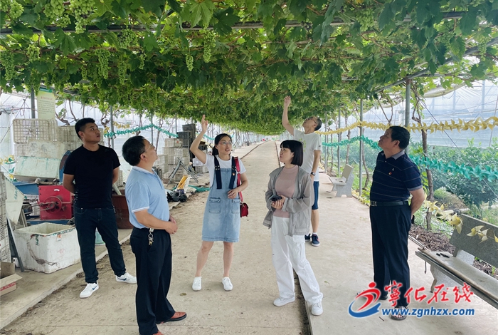 【我為群眾辦實(shí)事】寧化：氣象服務(wù)助力葡萄優(yōu)質(zhì)豐產(chǎn)