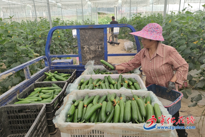 寧化：小黃瓜豐收“甜”了百姓心