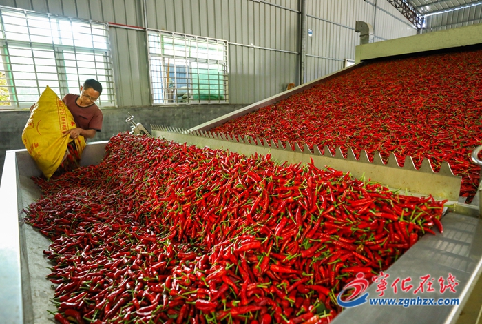 曹坊鎮:王中王辣椒曬出一片好“豐收”