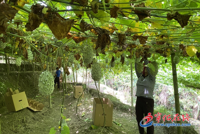 河龍鄉(xiāng)：特色水果助力鄉(xiāng)村振興