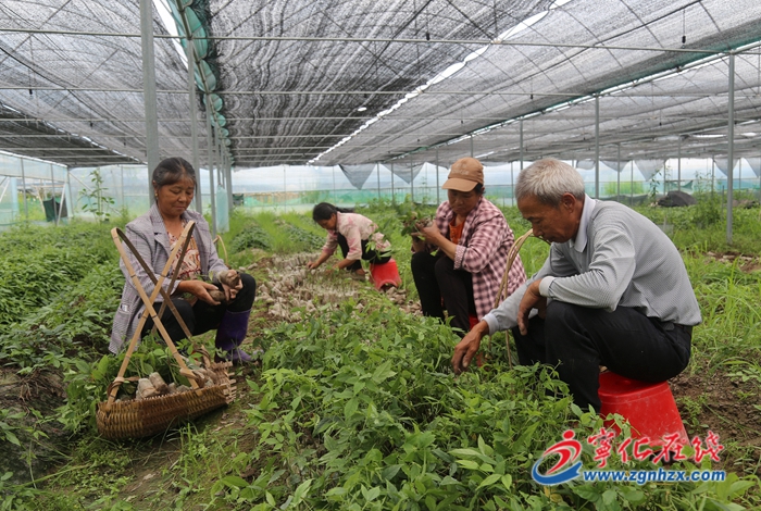 【產業突破年】三葉青：水茜“金色”產業