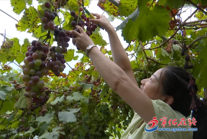 寧化：葡萄喜迎豐收 產業興旺助力鄉村振興