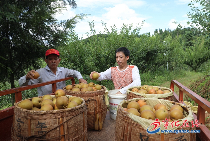 中沙鄉廖家村：千畝黃花梨喜獲豐收：千畝黃花梨喜獲豐收