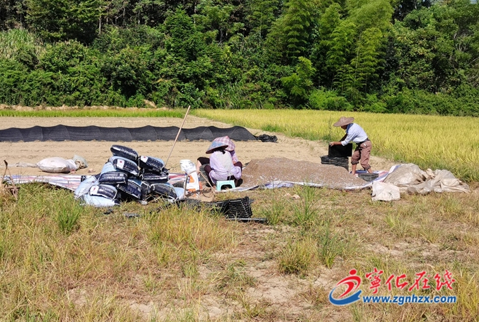 泉上鎮泉上村：早稻收割，助農增收