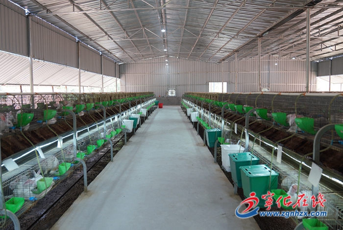 【奮斗百年路 啟航新征程·小康夢圓】黃洪華：深山養兔走上致富路