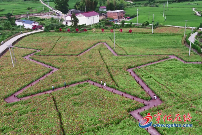 濟村鄉武層村：鮮花扮靚鄉村“顏值”