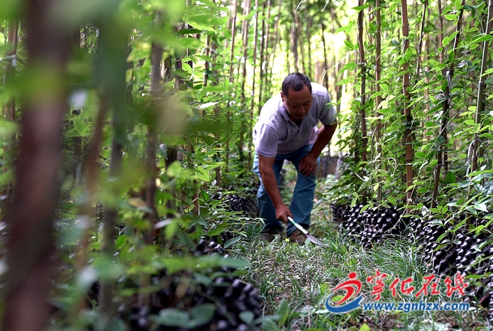 治平畬族鄉：百畝畬藥田鋪開鄉親致富路