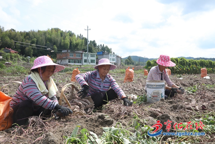 寧化中沙：600畝紫薯喜獲豐收