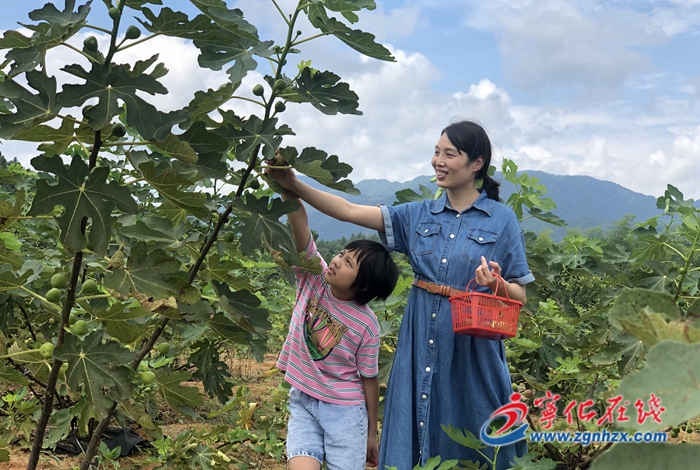 寧化：曹坊鎮：無花果采摘正當時