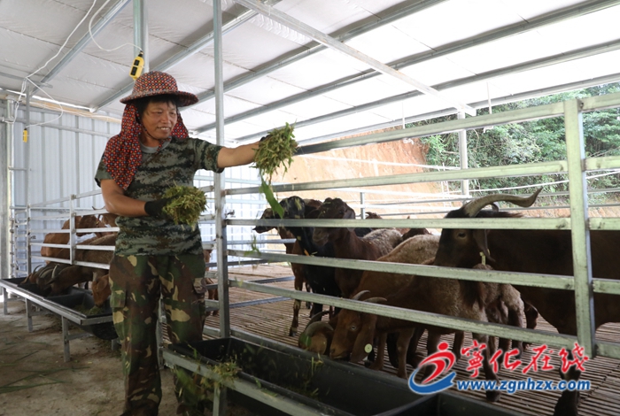 寧化：優(yōu)質(zhì)種羊繁育基地初具規(guī)模