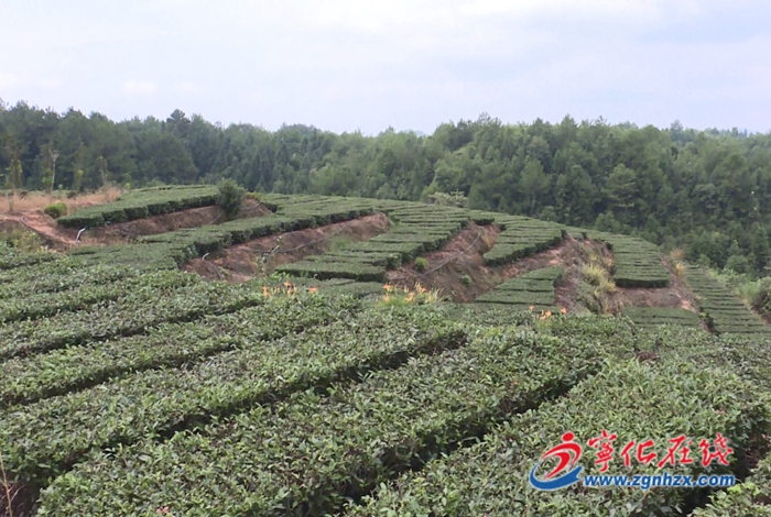 中沙鄉(xiāng)：“肥”助秋茶增產(chǎn)