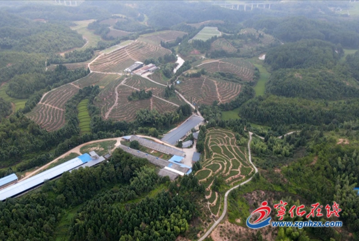 中沙鄉：打造“果香茶韻小鎮”走“農旅融合”新路子