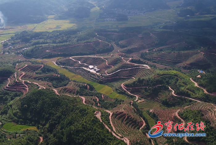 中沙鄉：千畝富硒臍橙豐收在望