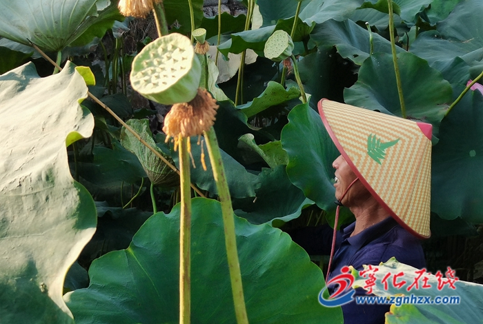 淮土鎮(zhèn)：4000余畝白蓮豐收，助力鄉(xiāng)村振興