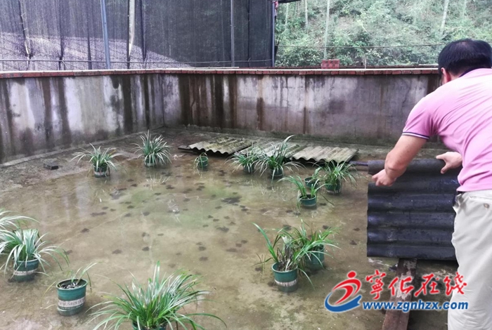 寧化縣泉上鎮(zhèn)：棘胸蛙仿生態(tài)養(yǎng)殖助農(nóng)增收