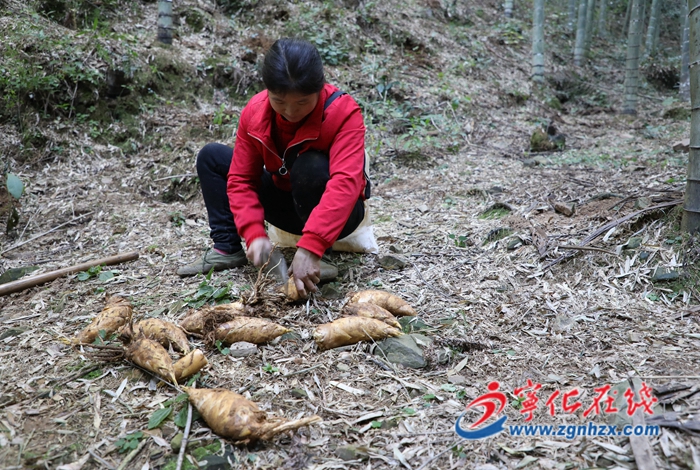 寧化：畬鄉(xiāng)竹海鋪就幸福路