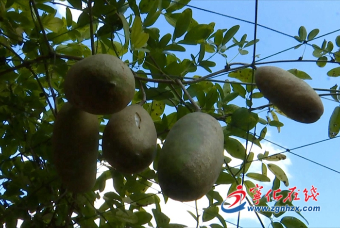 寧化城南鎮(zhèn)：八月瓜“炸開”致富路