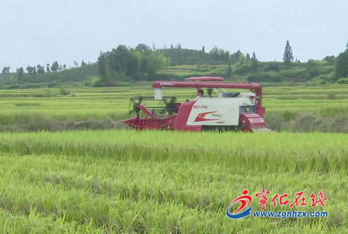 【喜迎二十大】淮土鎮：稻種迎豐收 收割機收割忙
