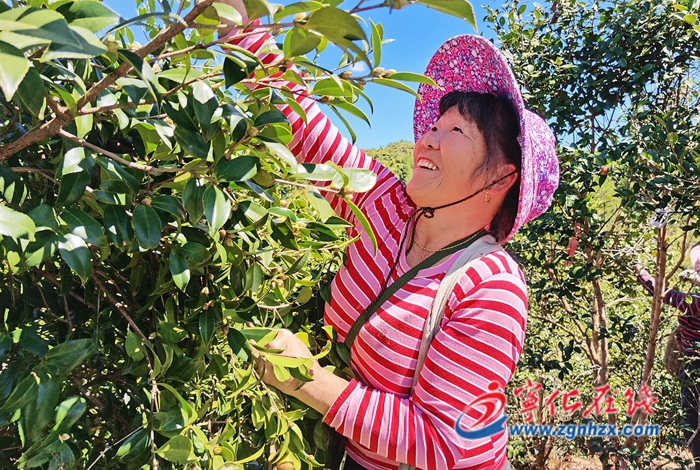 寧化淮土：油茶果成致富果 金秋成熟采收忙