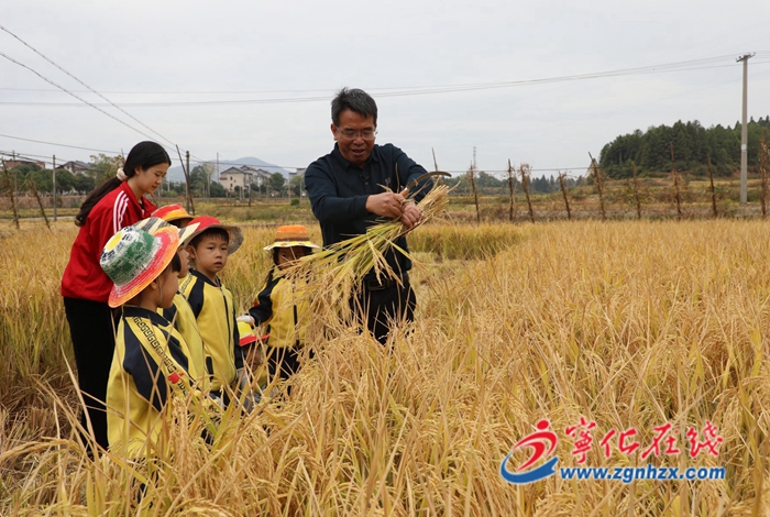 寧化：客家娃割稻體驗(yàn)農(nóng)耕文化