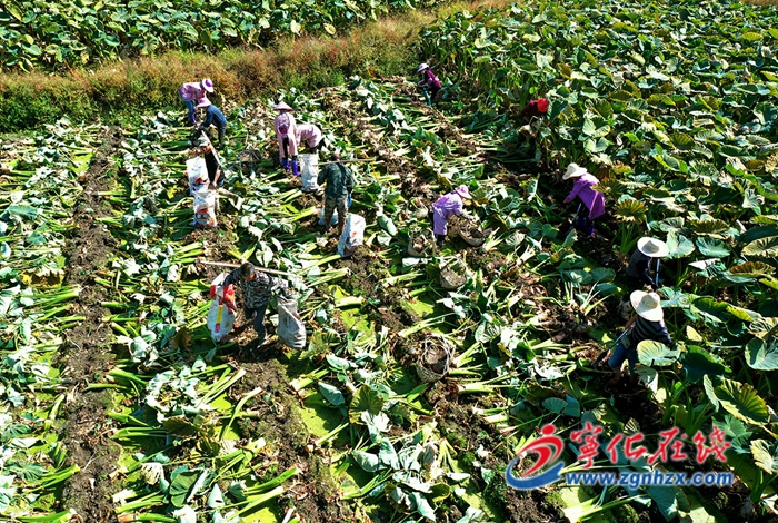 安遠鎮：檳榔芋喜獲豐收